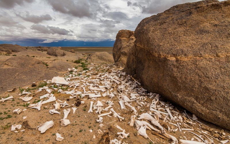 Happiness of the Peoples of the World: Mongolia