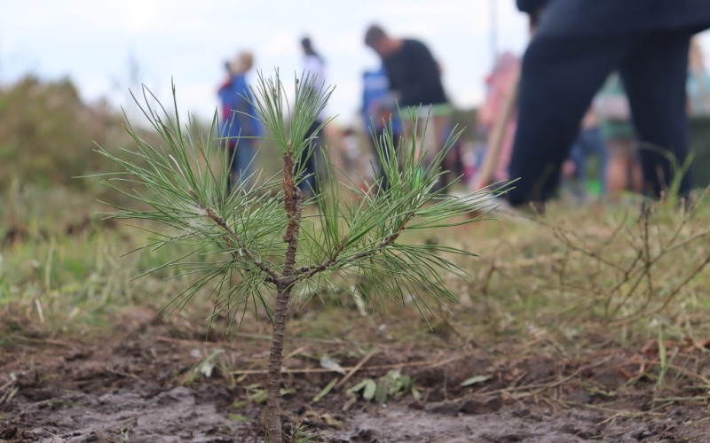 "Garden of Peace": Young Cedars were planted in Novosibirsk on the Alley of Gratitude to the Ancestors 
