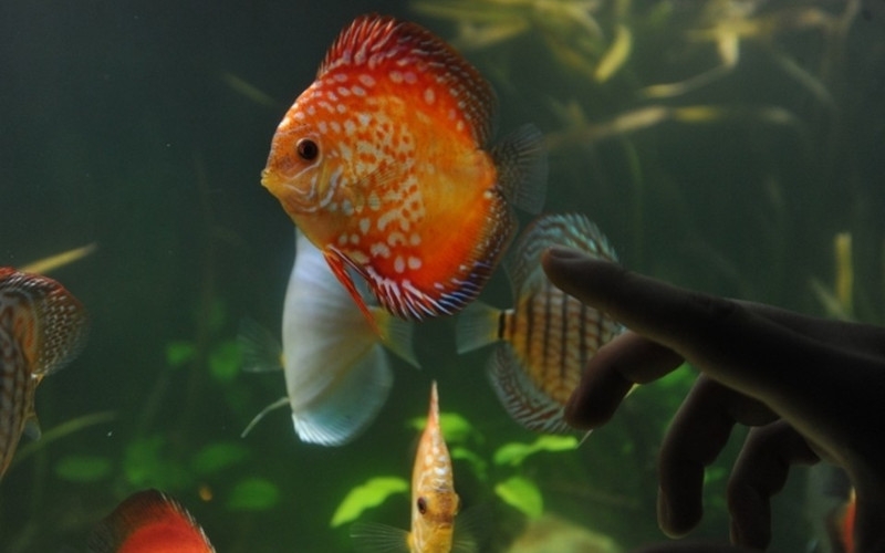 Комсомольская правда: Севастопольский аквариум посетят дети беженцев из Донбасса